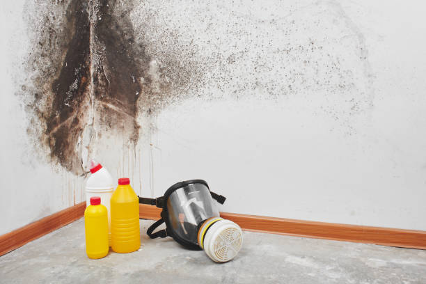 Best Certified Mold Removal  in Spring Glen, UT