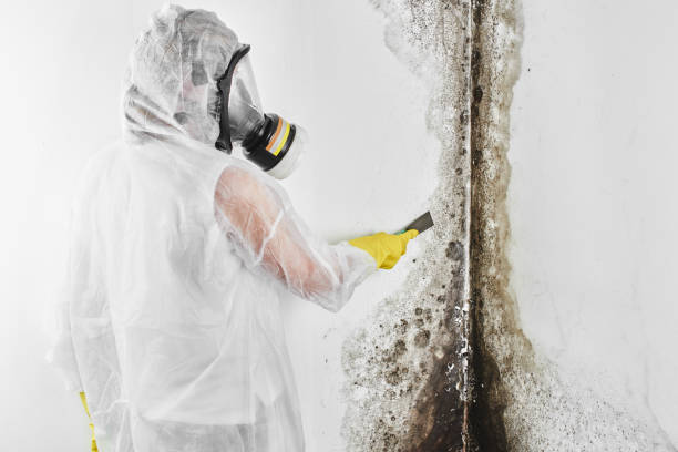 Attic Mold Removal in Spring Glen, UT