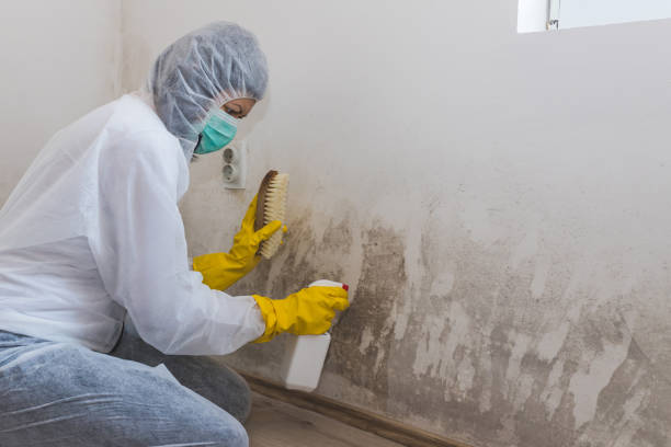 Certified Mold Removal in Spring Glen, UT