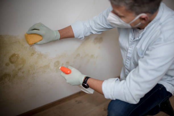 Best Office Mold Removal Services  in Spring Glen, UT