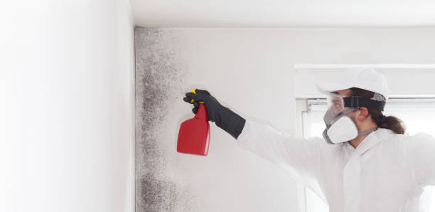 Best Mold Remediation  in Spring Glen, UT