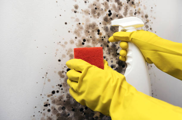Best Local Mold Removal Service  in Spring Glen, UT