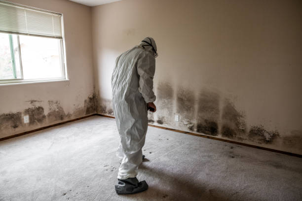 Best Fast Mold Removal  in Spring Glen, UT