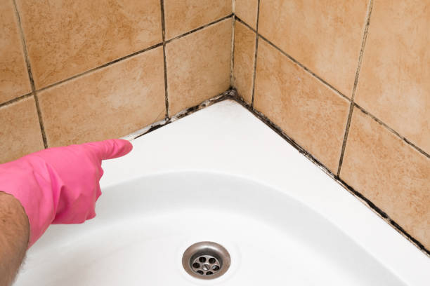 Best Certified Mold Removal  in Spring Glen, UT