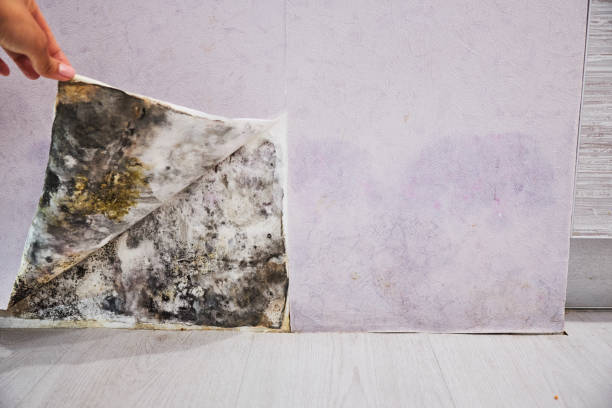 Best Best Mold Removal Companies  in Spring Glen, UT